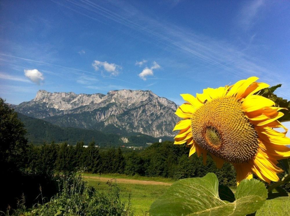 Hotel Pension David Puch bei Hallein Zewnętrze zdjęcie